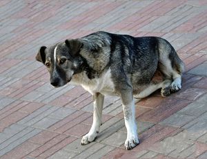 Питомцы приносят блох от бродячих животных