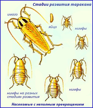 Виды вредителей, обитающих в вашей квартире или Что за насекомые в квартире (фото)